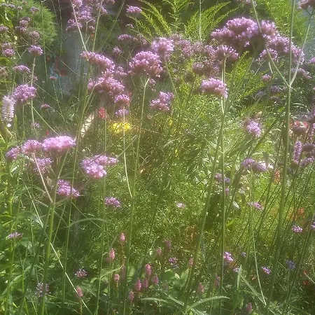 Z Obrazka Jedrzychowice (Zgorzelec)