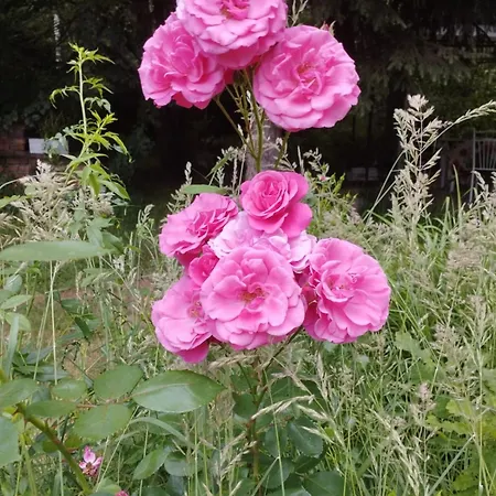 Appartement Z Obrazka