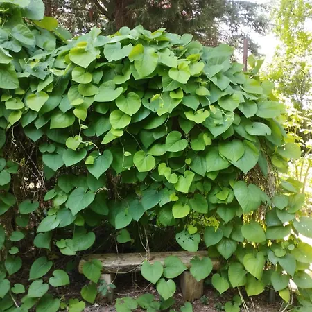 Z Obrazka Jedrzychowice (Zgorzelec)