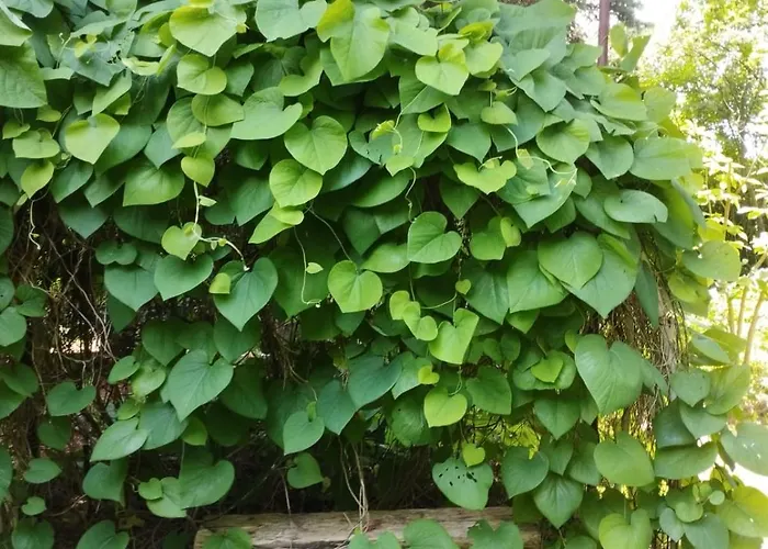 Z Obrazka Jedrzychowice (Zgorzelec)